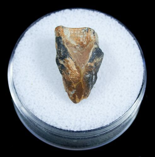 / Inch Triceratops Shed Tooth From Montana #3895